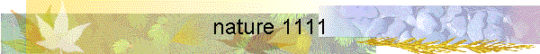 nature 1111